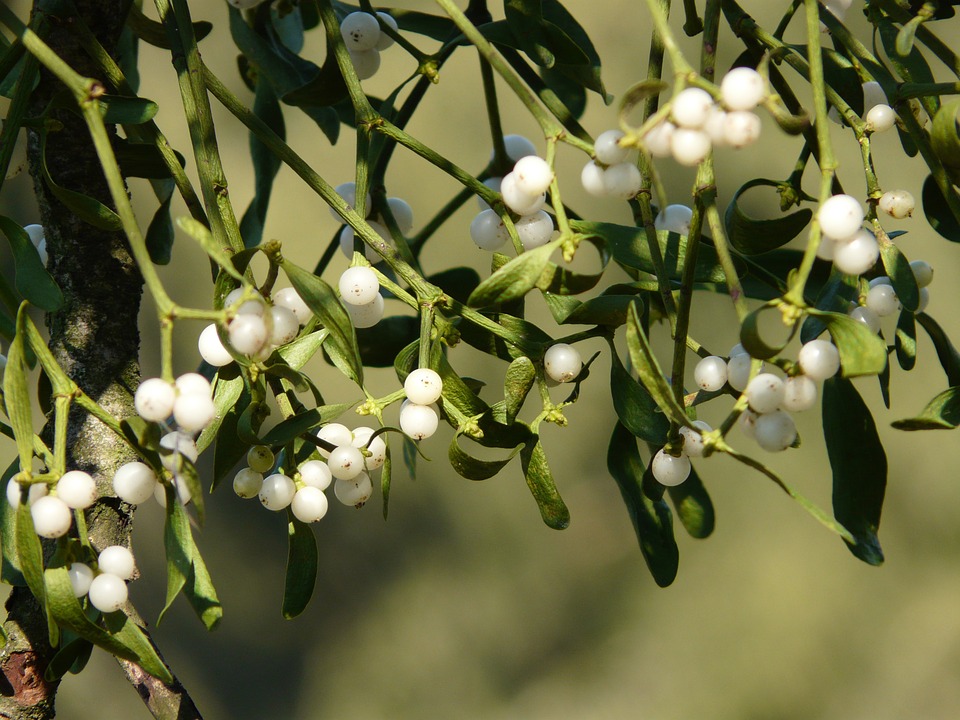 mistletoe-benefits