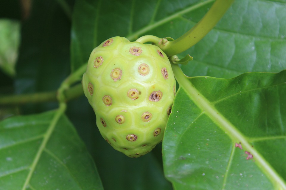 Here Is How Noni Fruit Can Improve Your Health Top Natural Remedies